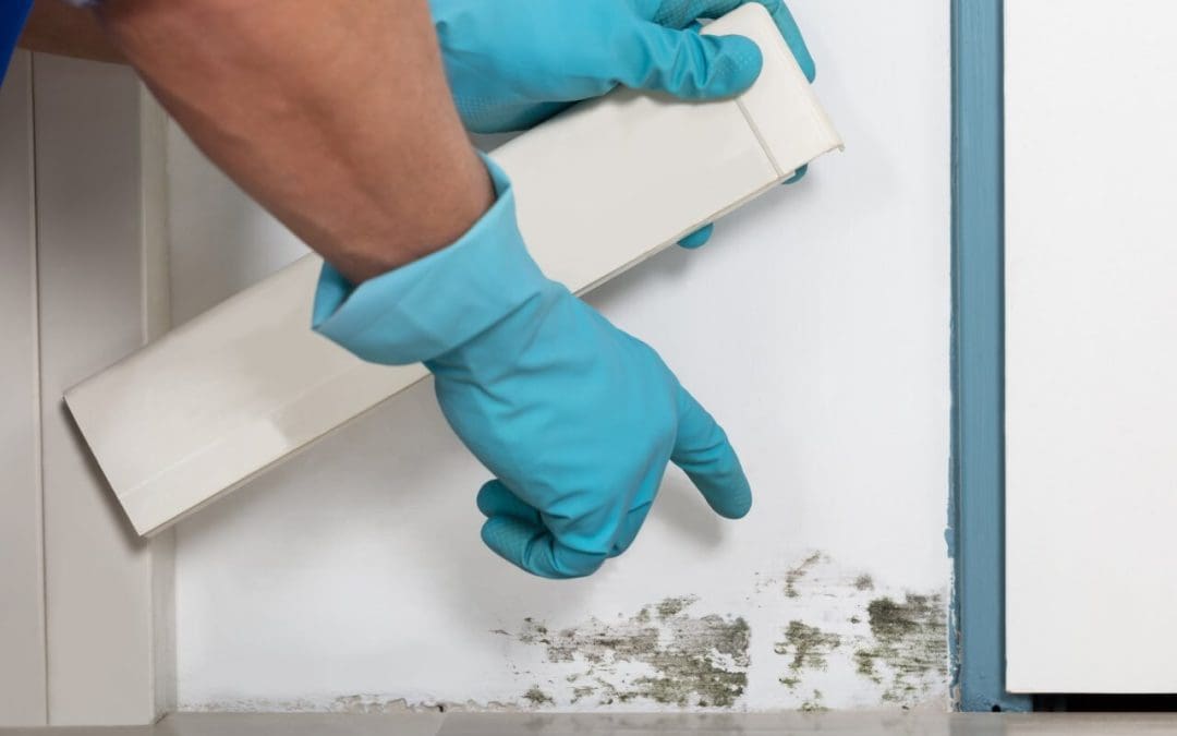 Understanding Basement Mold: Causes, Effects, and Solutions