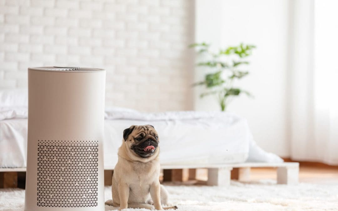 Improve Indoor Air Quality at Home: Tips for a Healthier Space