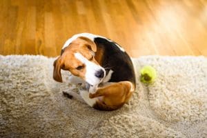 cleaning tips for pet owners