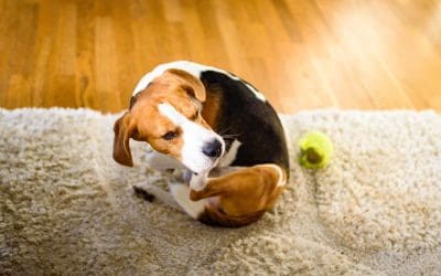 5 Cleaning Tips for Pet Owners so Your Home Stays Fresh